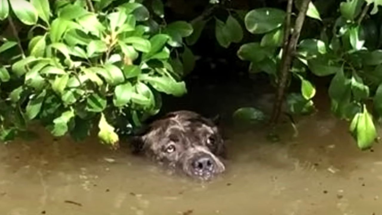 Cane in acqua