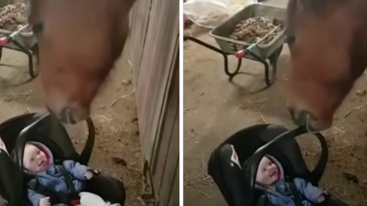 Cavallo culla un bambino per non farlo piangere