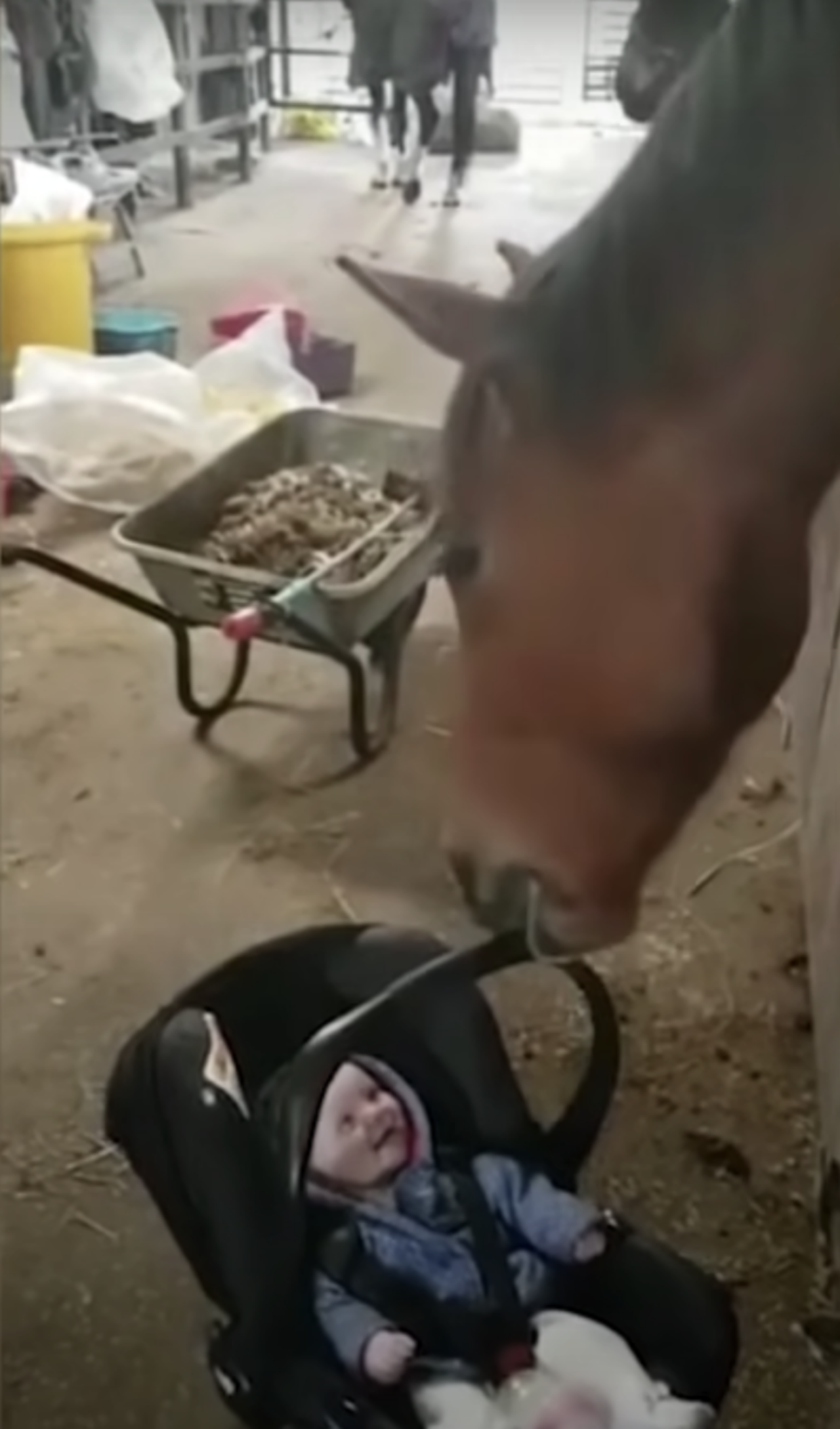 Cavallo culla un bambino per non farlo piangere