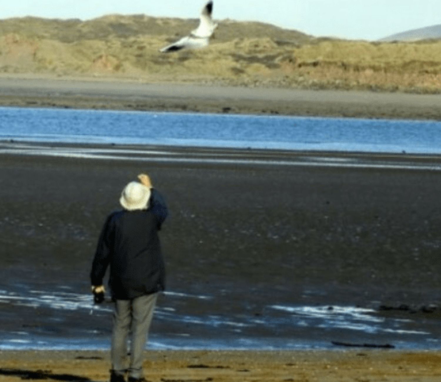 Gabbiano in volo