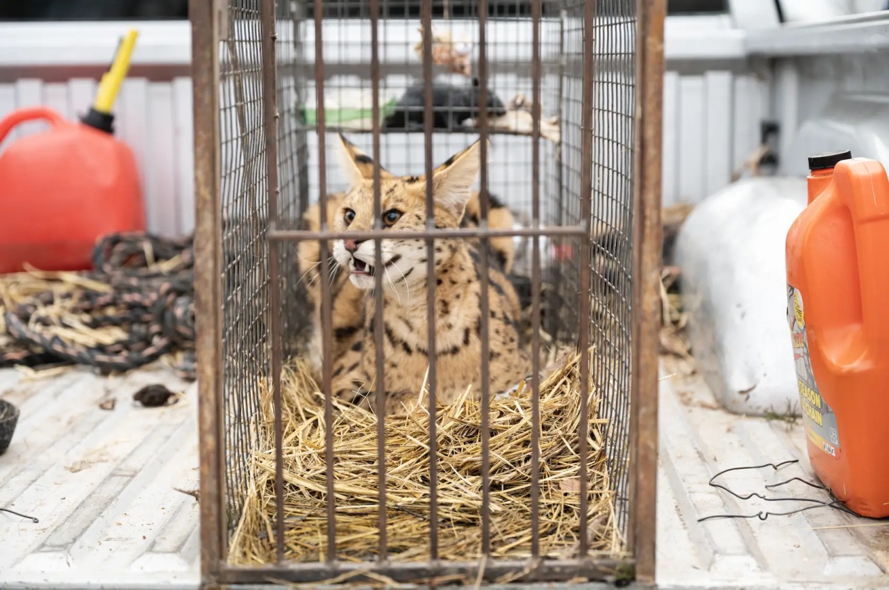 Contadino cattura un animale selvatico: pensava fosse un gatto