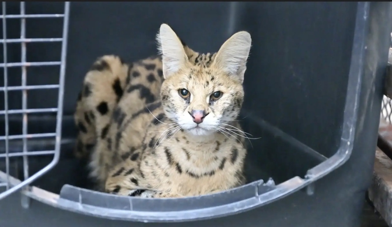 Contadino cattura un animale selvatico: pensava fosse un gatto