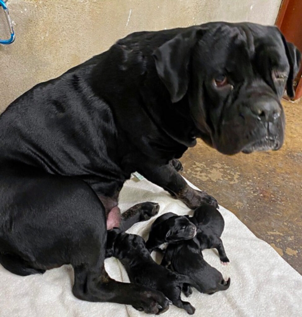 Adesso i cuccioli e la mamma cagnolina stanno bene e sono felici