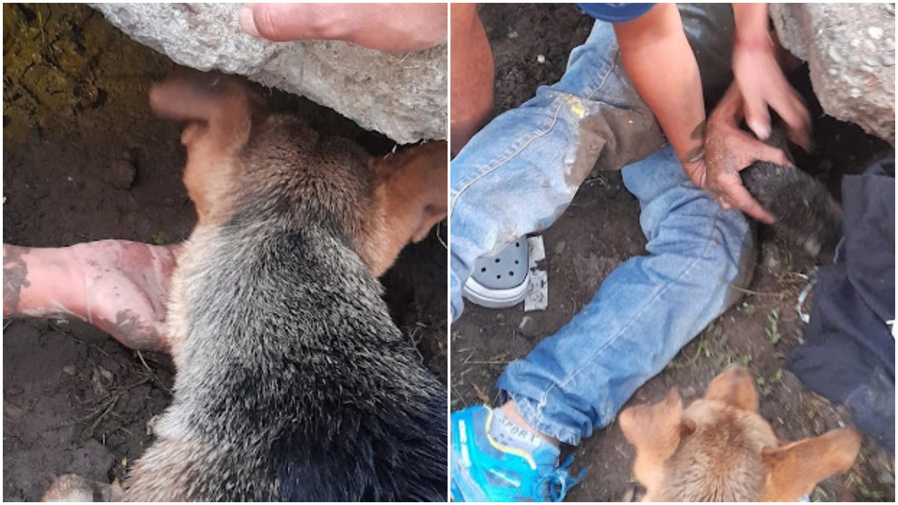 Cuccioli nascosti in un fossato: un uomo li salva