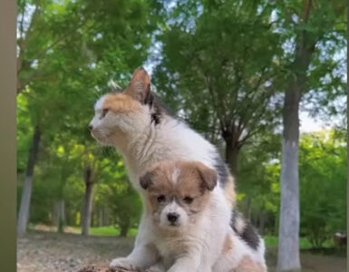 Cucciolo