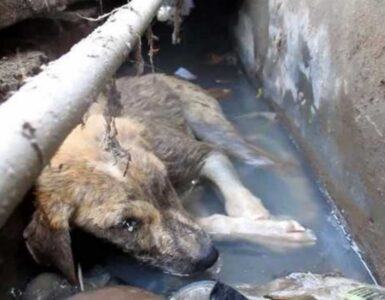 Cucciolo cade in una grondaia e non riesce più ad uscire