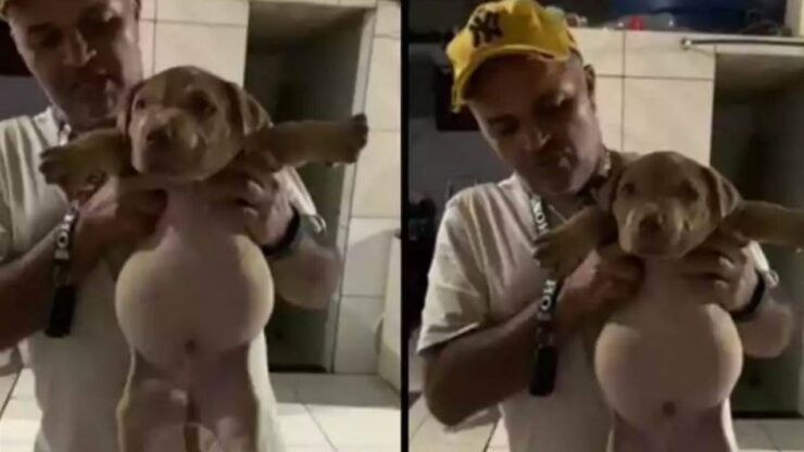 Cucciolo cade nelle crocchette e le mangia tutte