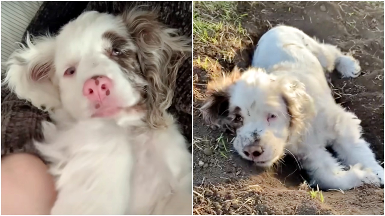 Cucciolo cieco e sordo si comporta esattamente come gli altri cani