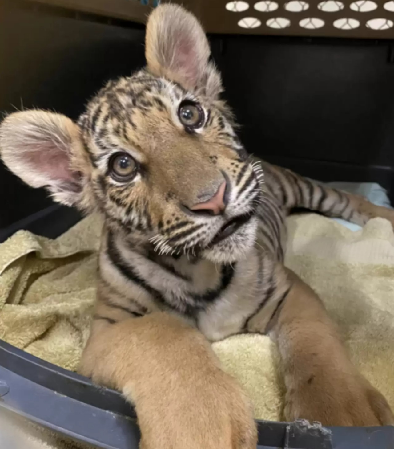 Cucciolo di tigre del Bengala spostato in un centro di recupero