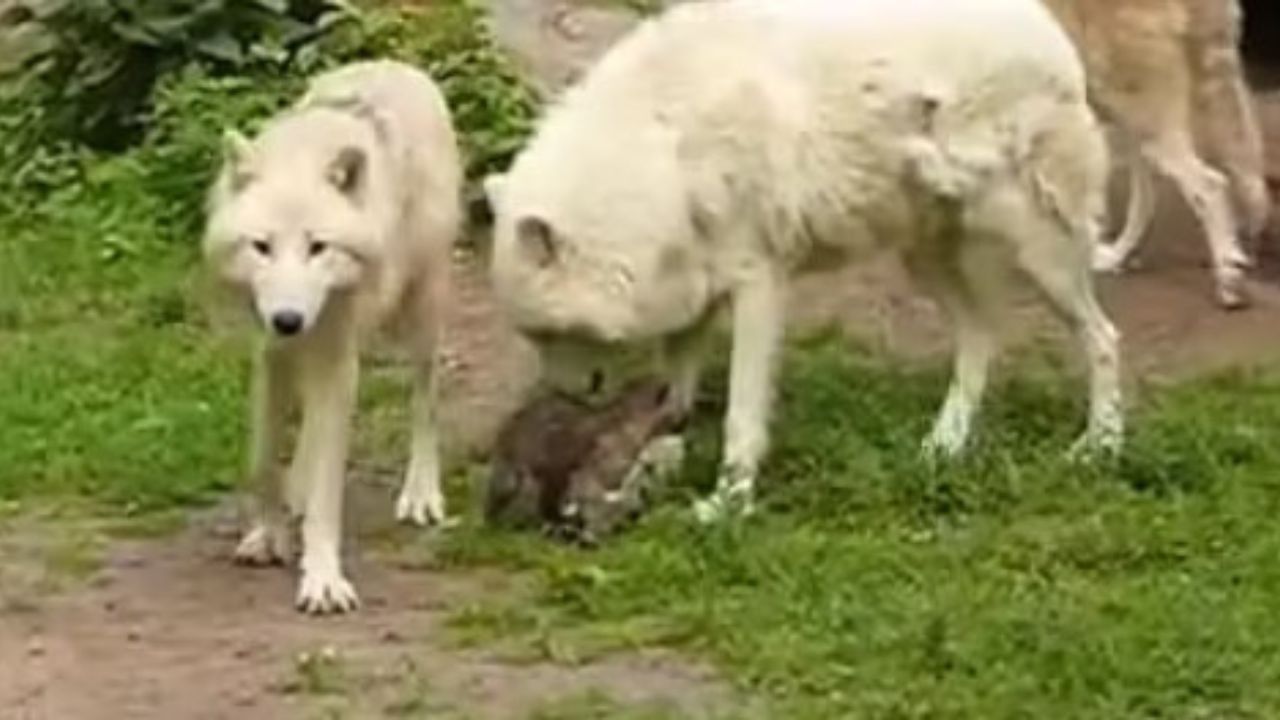 Cucciolo di cane attira branco di lupi
