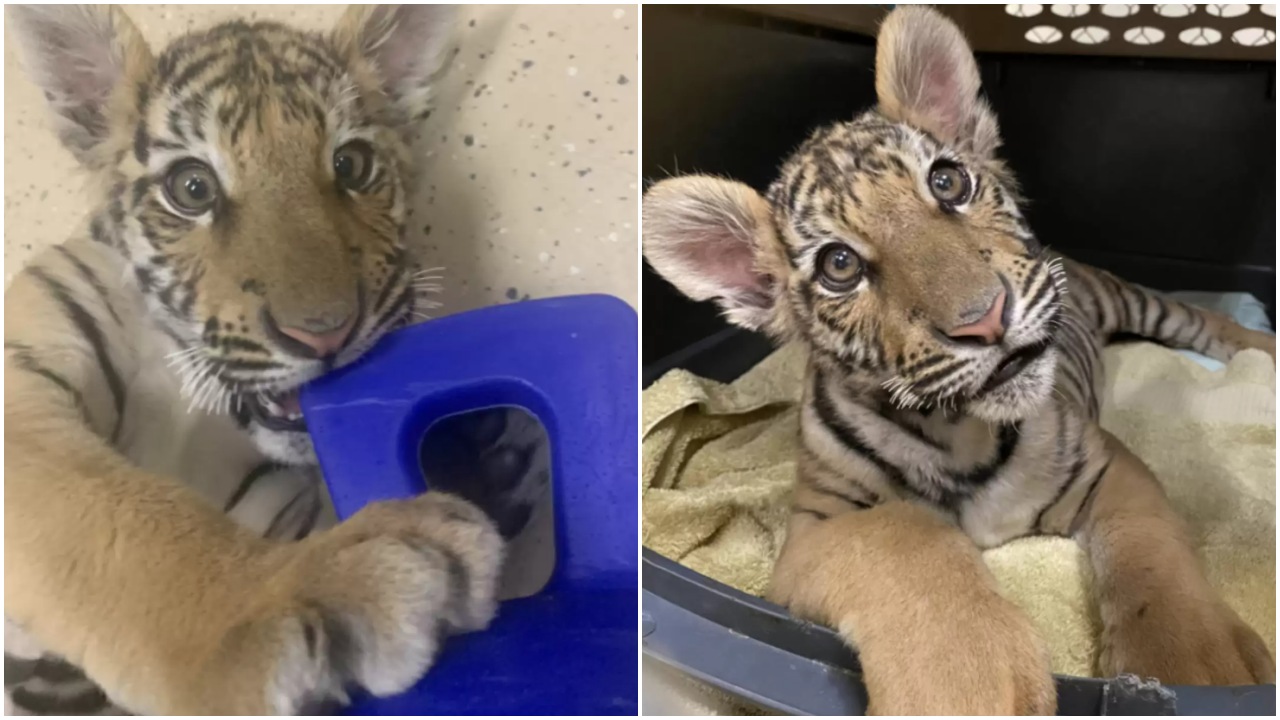 Cucciolo di tigre del Bengala spostato in un centro di recupero