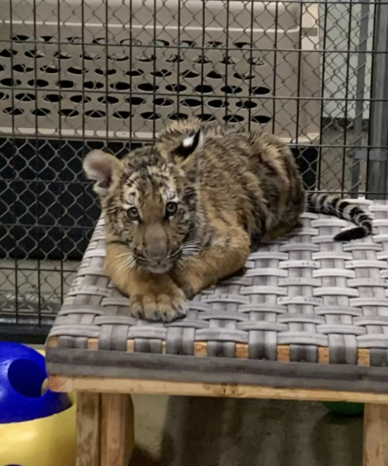 Cucciolo di tigre del Bengala spostato in un centro di recupero