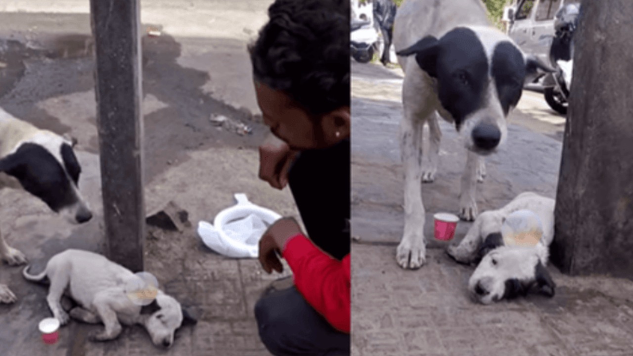 Cucciolo ferito da un animale selvatico