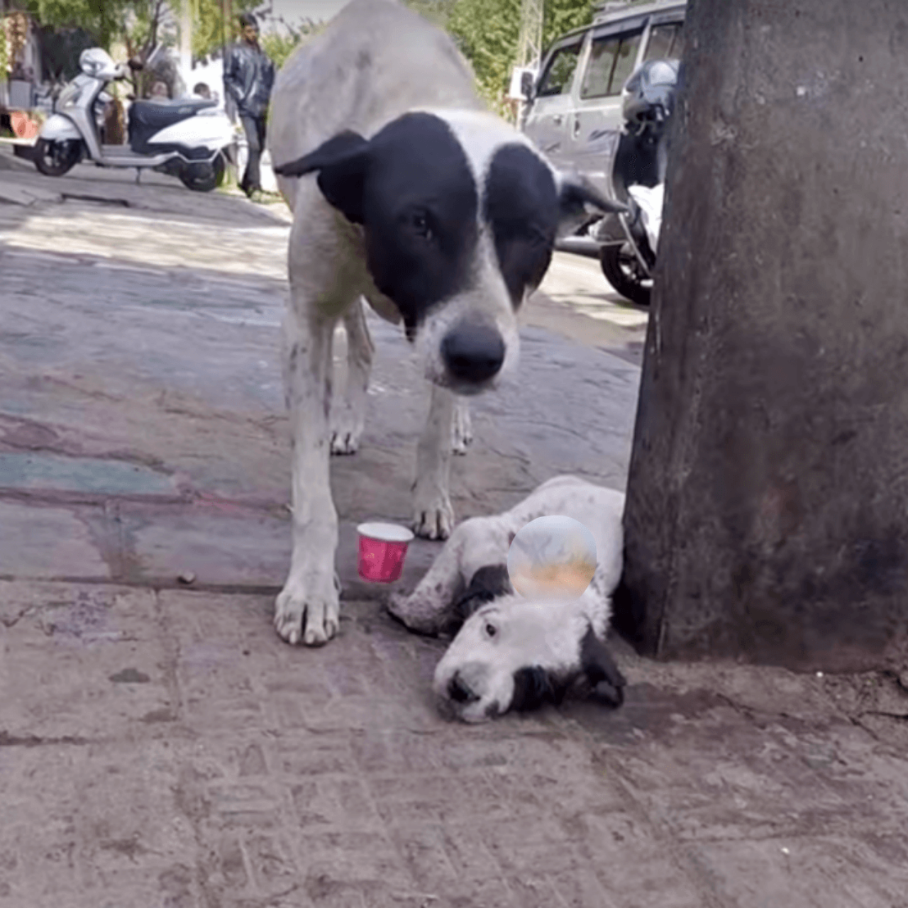 Cucciolo ferito da un animale selvatico