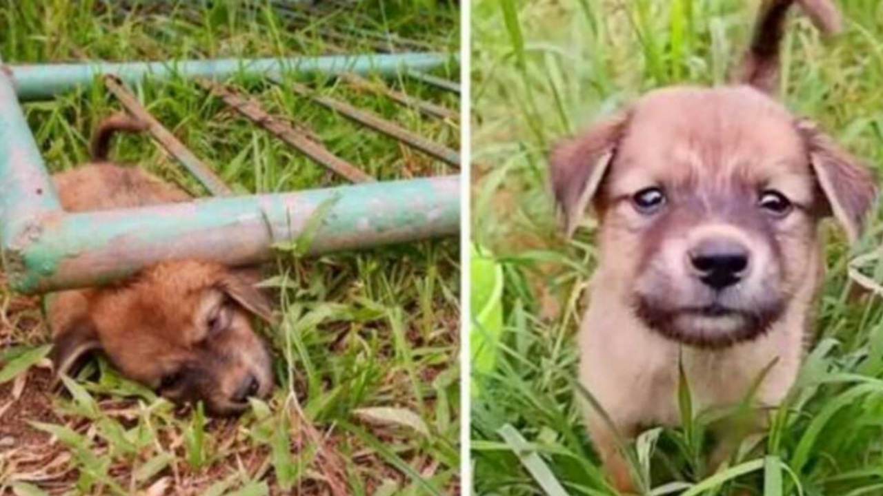 Cucciolo incastrato sotto un cancello di ferro: un uomo gli salva la vita