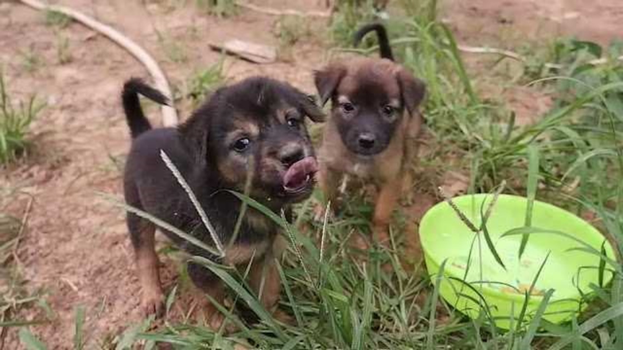 Cucciolo incastrato sotto un cancello di ferro: un uomo gli salva la vita