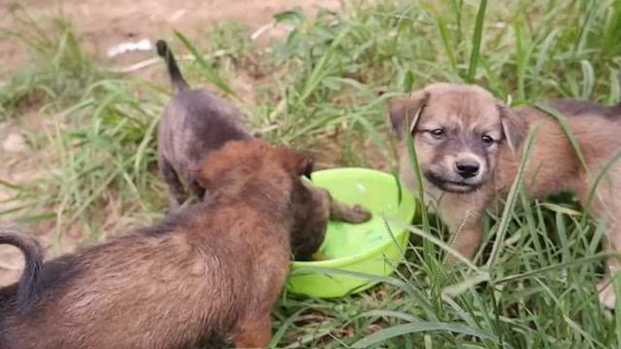 Cucciolo incastrato sotto un cancello di ferro: un uomo gli salva la vita