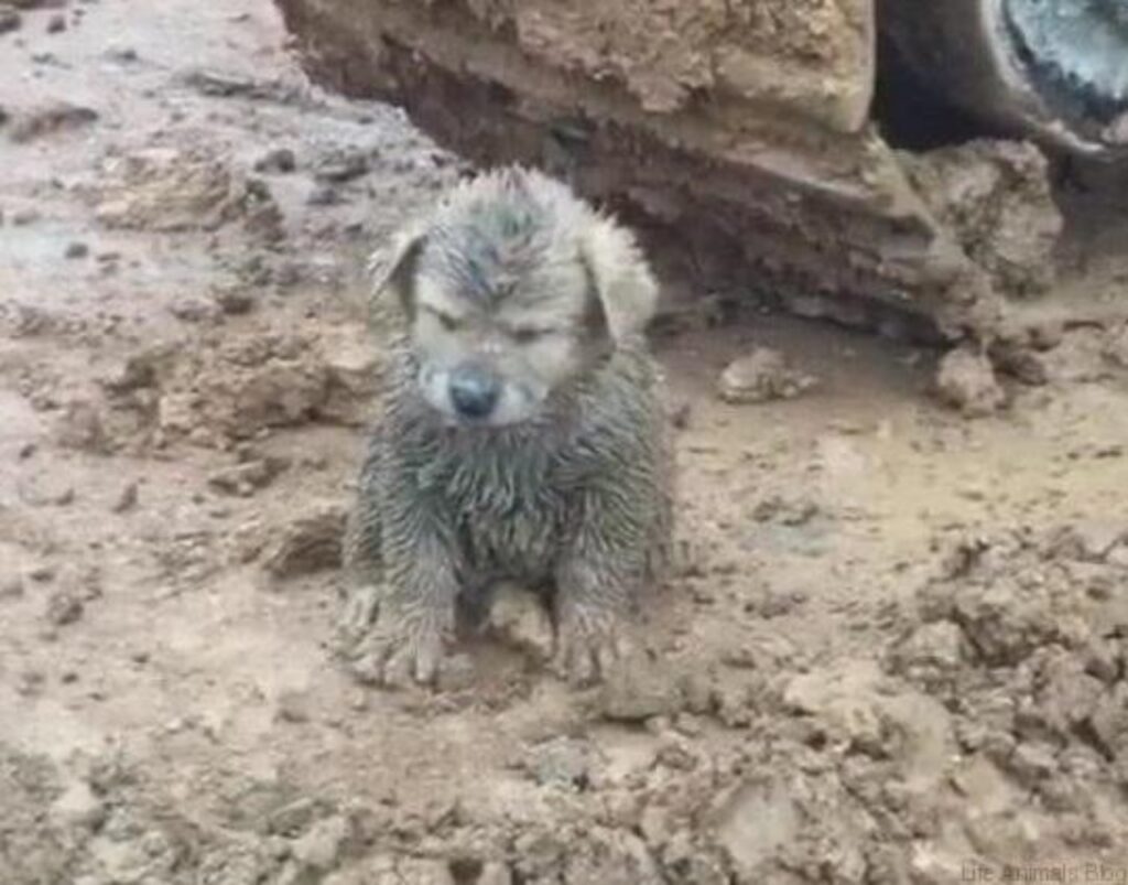 Il cucciolo era completamente ricoperto di fango ed era molto affamato