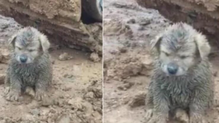 Un povero cucciolo ricoperto di fango è stato ritrovato in un cantiere