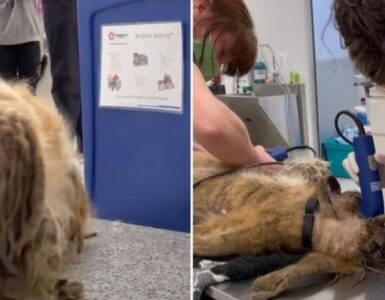Cucciolo sottoposto a toelettatura