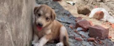 Cucciolo foto