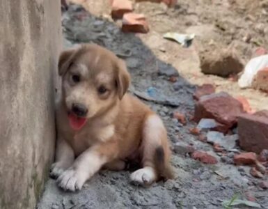 Cucciolo foto