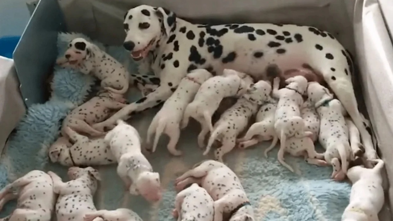 Dalmata partorisce 18 cuccioli: il veterinario ne aveva visti 3