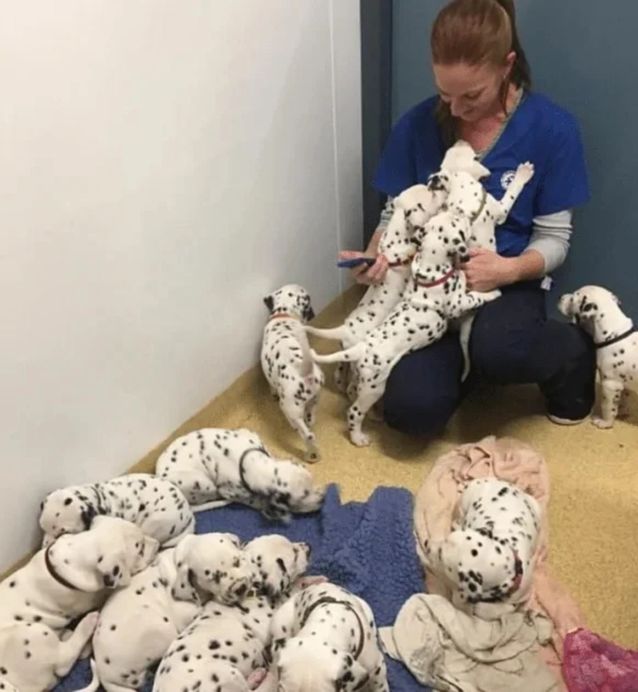 Dalmata partorisce 18 cuccioli: il veterinario ne aveva visti 3