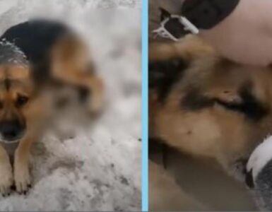 un cane malconcio