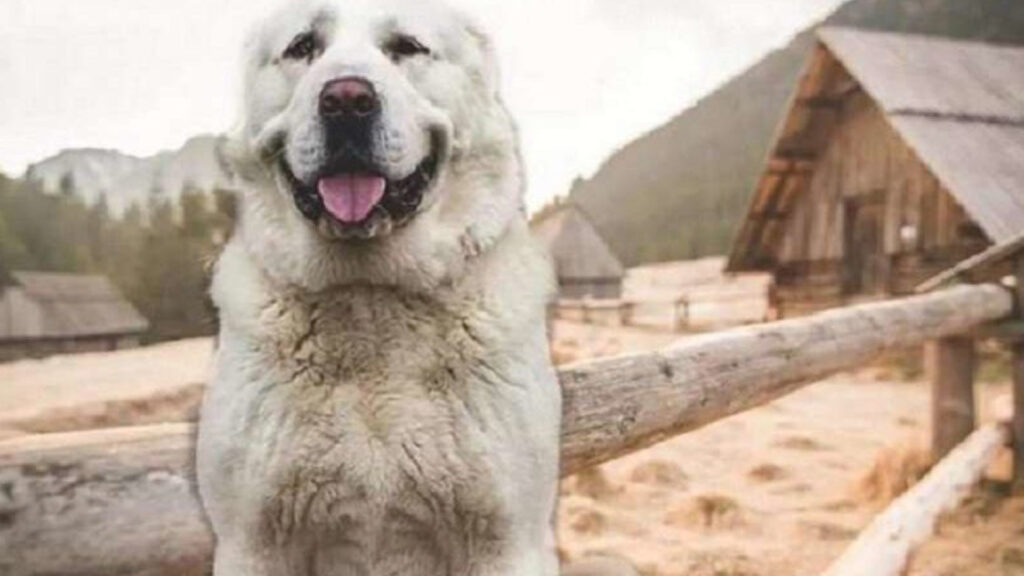 Questo cagnolino, improvvisamente, non dormiva più nella sua cuccia