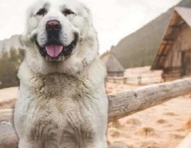 Questo cagnolino, improvvisamente, non dormiva più nella sua cuccia