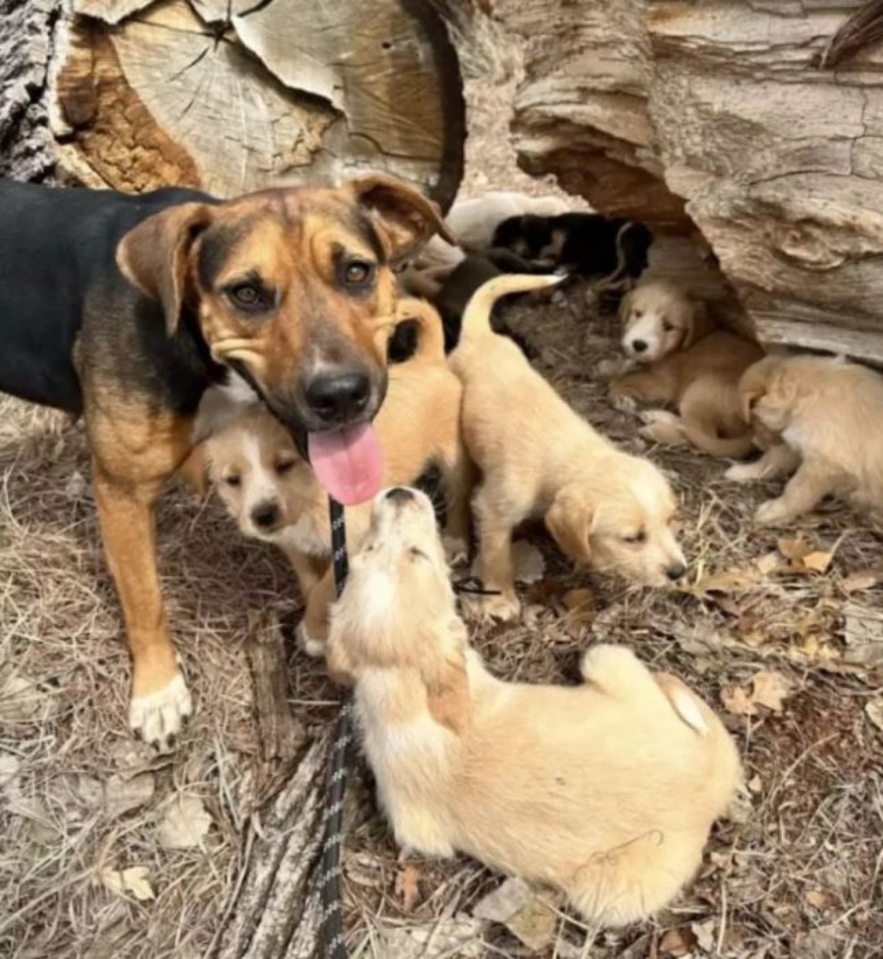 Dolly insieme a dei cuccioli