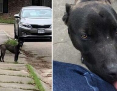Donna salva un cagnolino randagio e lo adotta