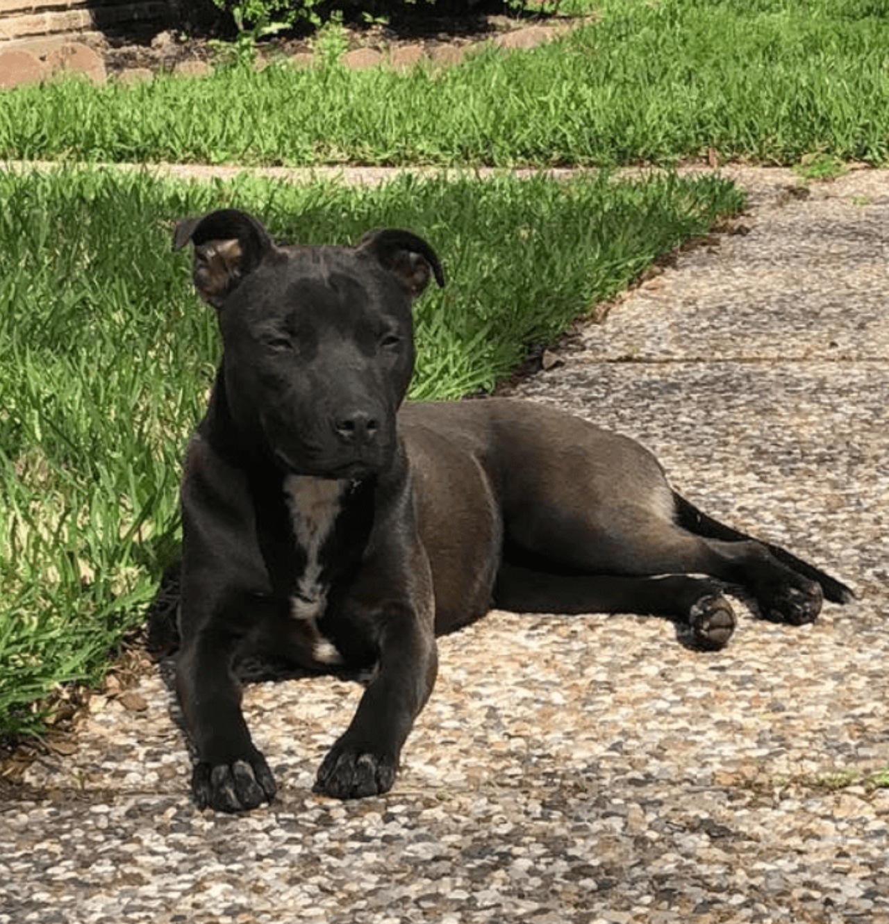 Donna salva un cagnolino randagio e lo adotta