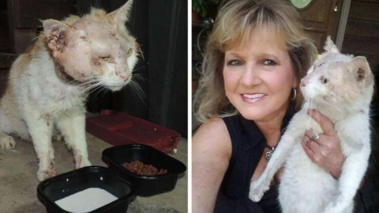 Donna adotta gatto