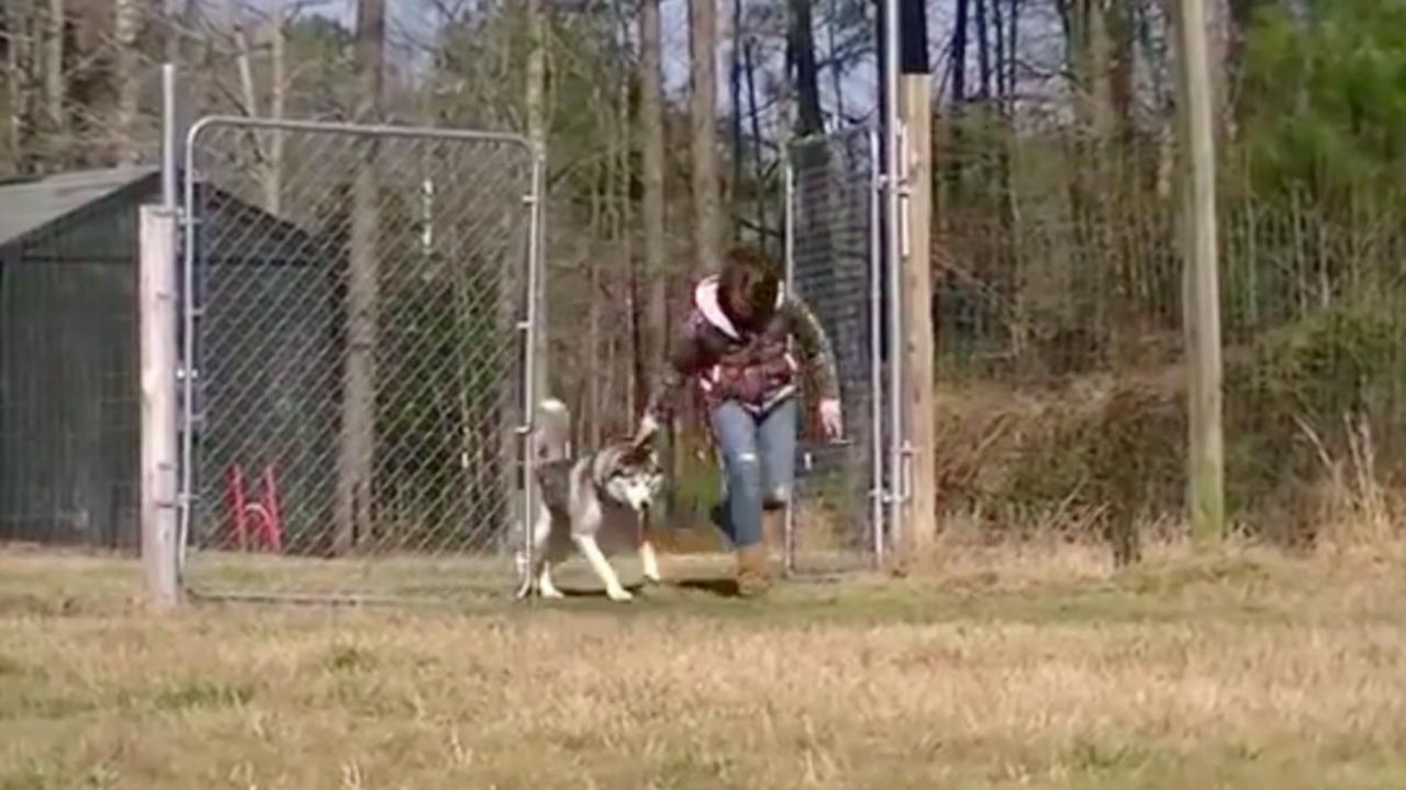 Cagnolone ritrova la libertà