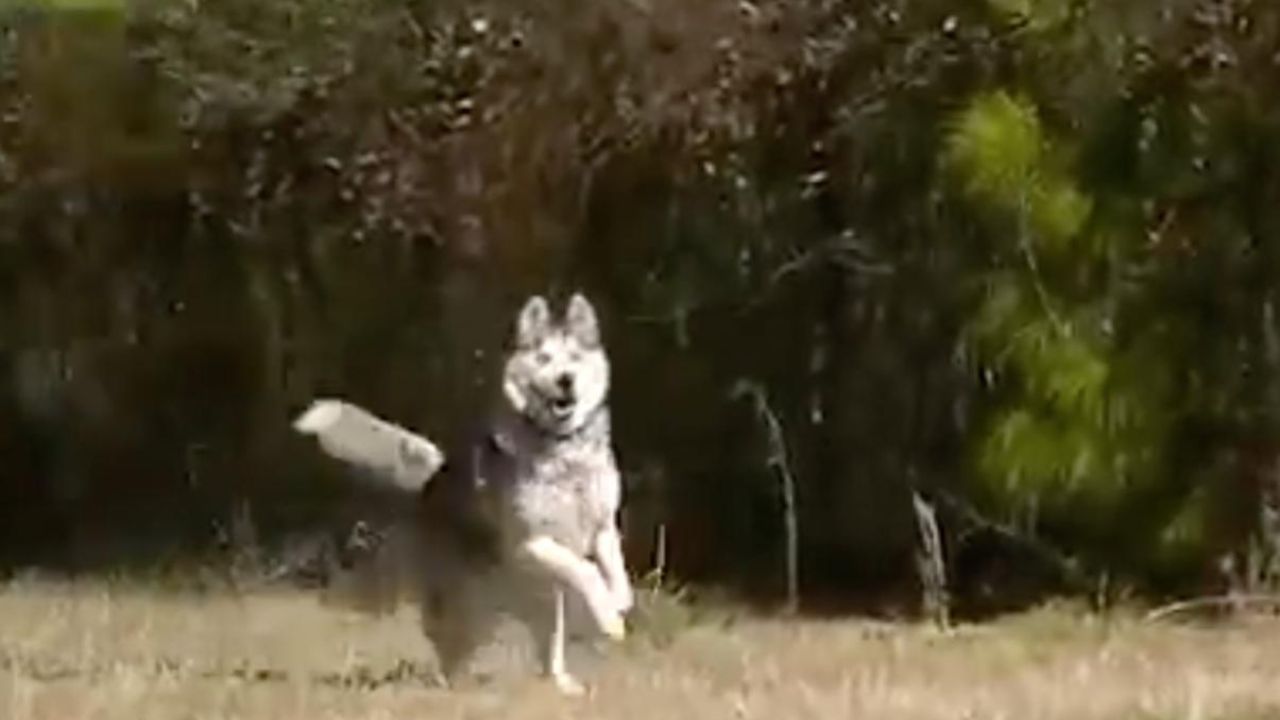 Cane corre felice