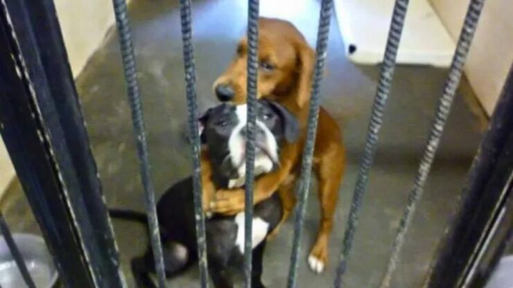 Due cani salvati da una foto in cui si abbracciano