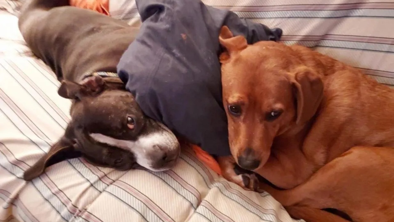 Due cani salvati da una foto in cui si abbracciano