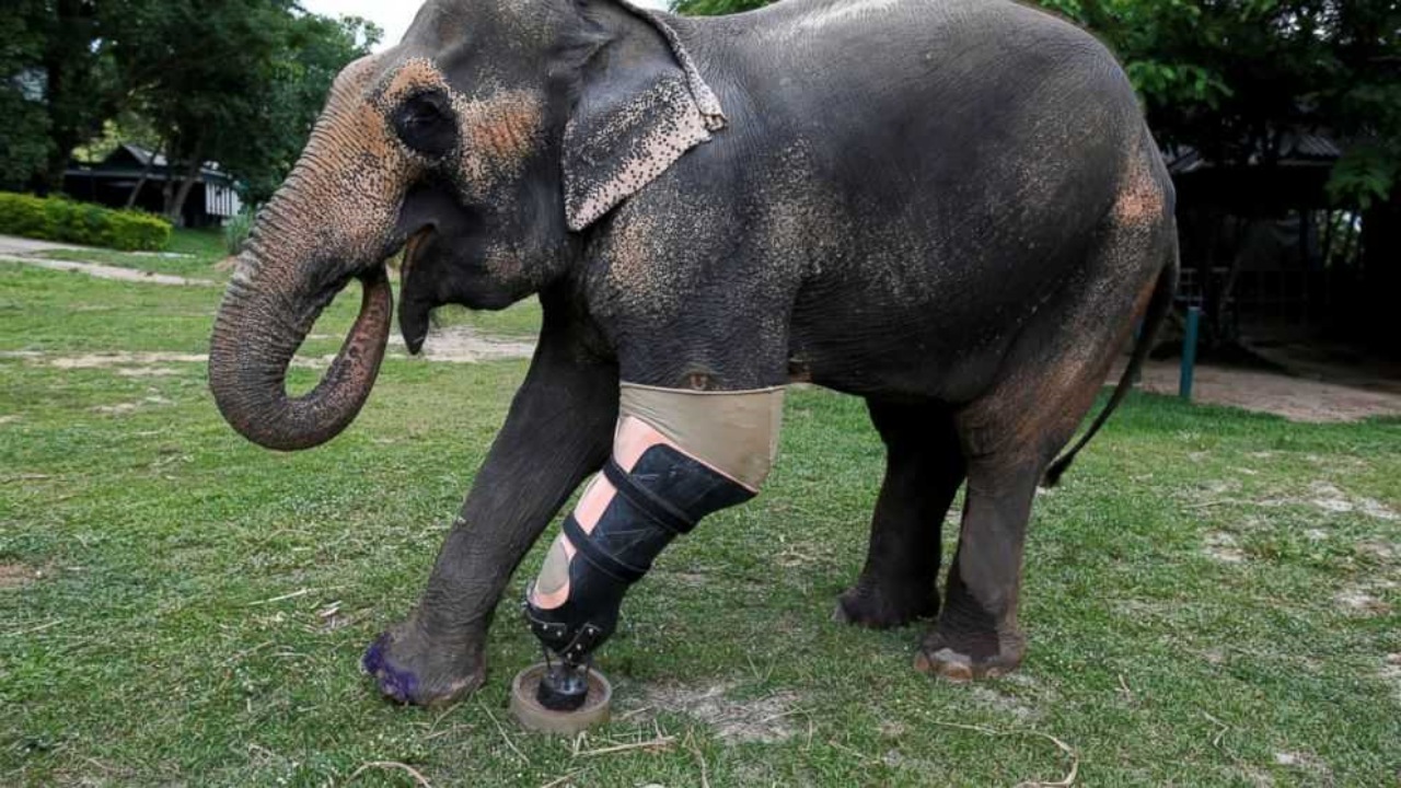 Elefante con protesi dopo aver perso una gamba