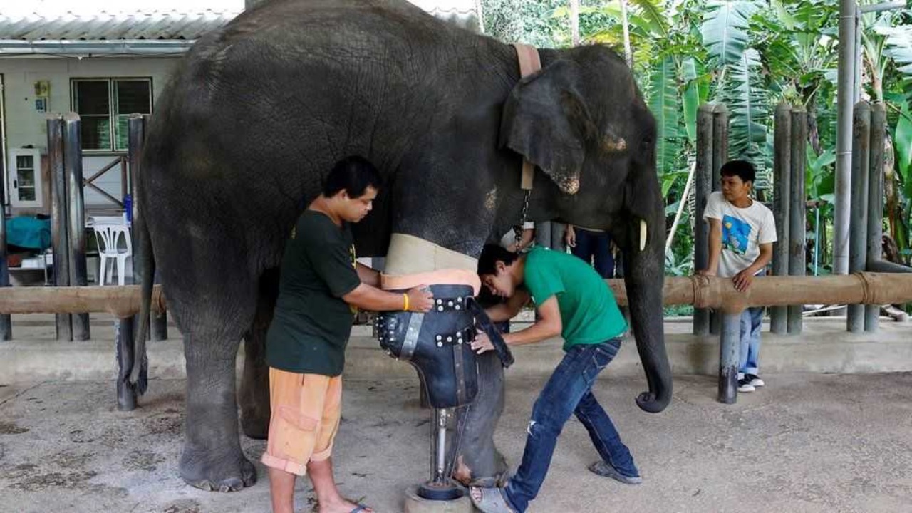 Elefante con protesi dopo aver perso una gamba