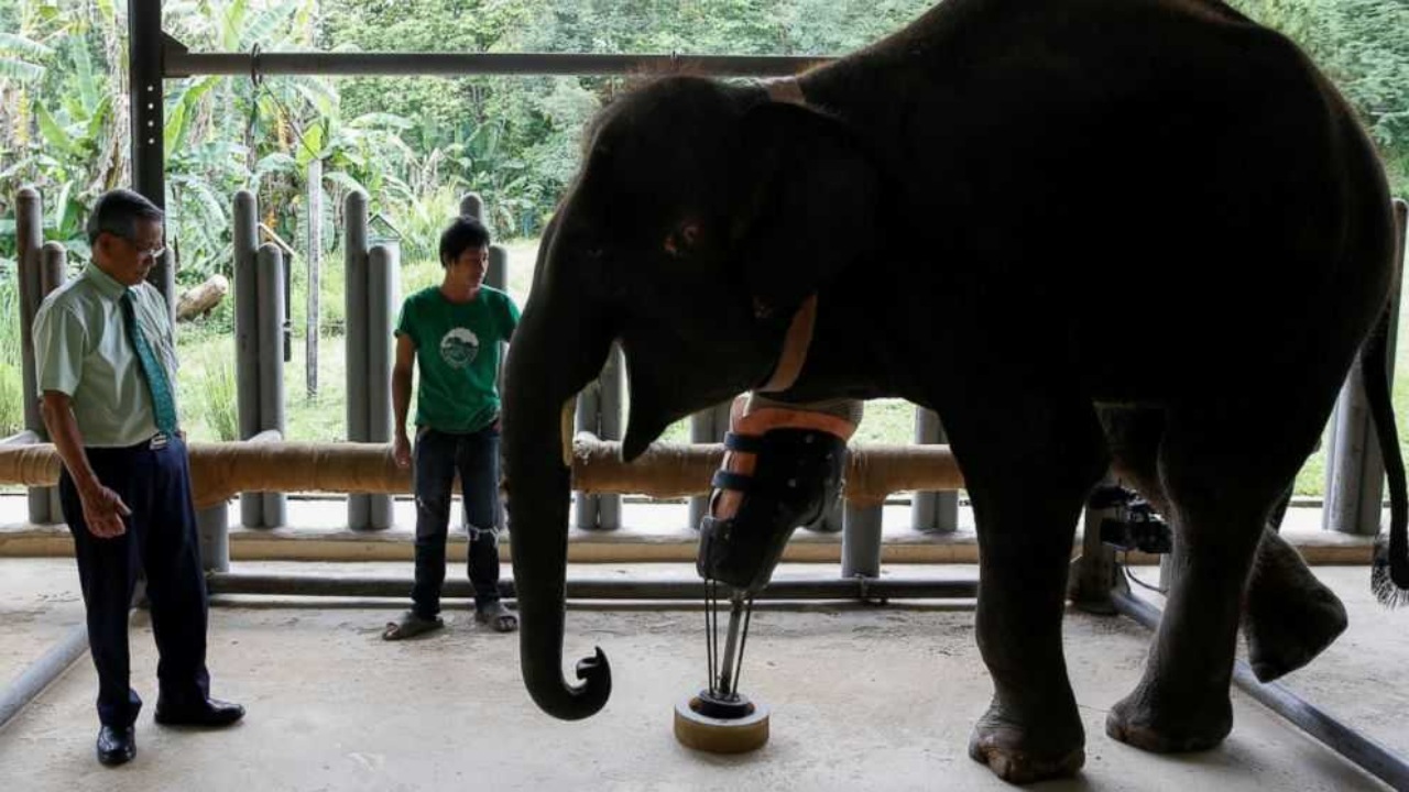 Elefante con protesi dopo aver perso una gamba