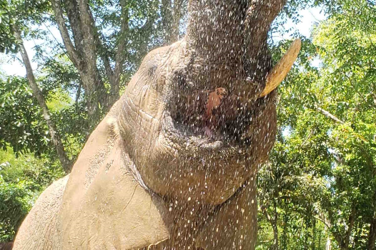 Elefantessa esce dallo zoo e scopre la libertà