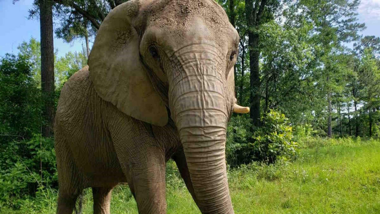 Elefantessa esce dallo zoo e scopre la libertà