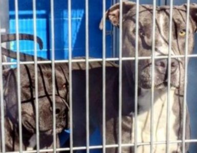 Eutanasia per due Pitbull: salvati dalla vicina di casa
