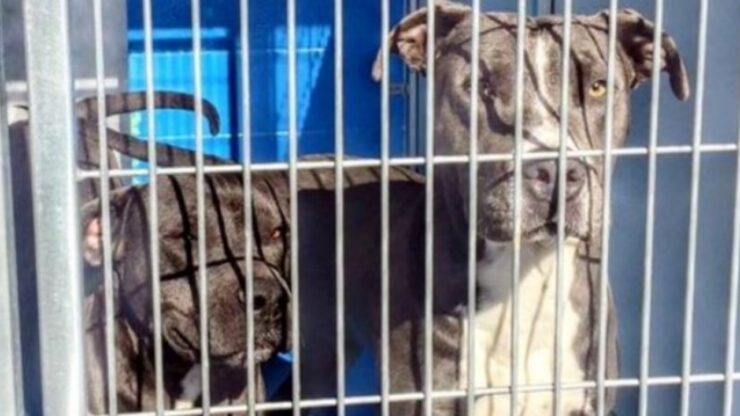 Eutanasia per due Pitbull: salvati dalla vicina di casa