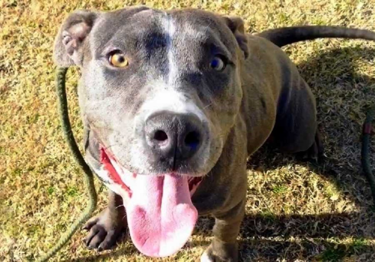 Eutanasia per due Pitbull: salvati dalla vicina di casa