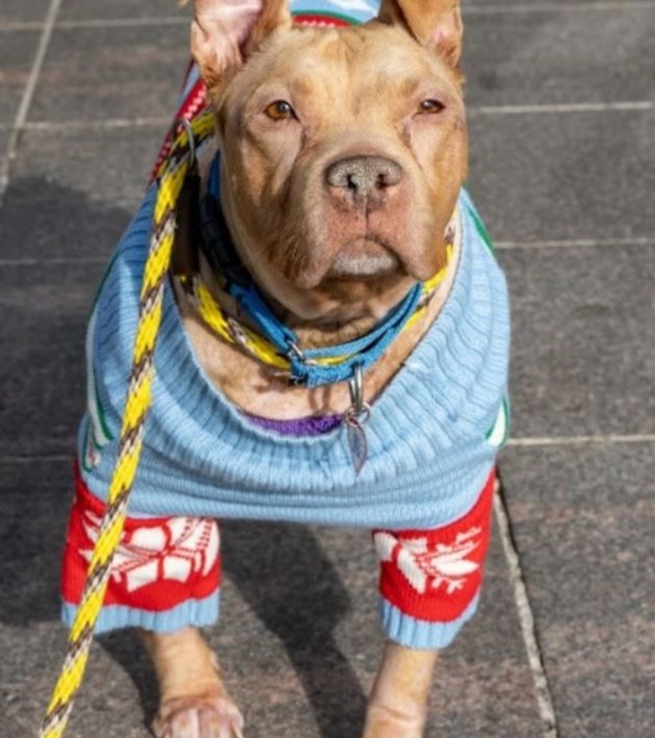 Un cane di ome Fiona