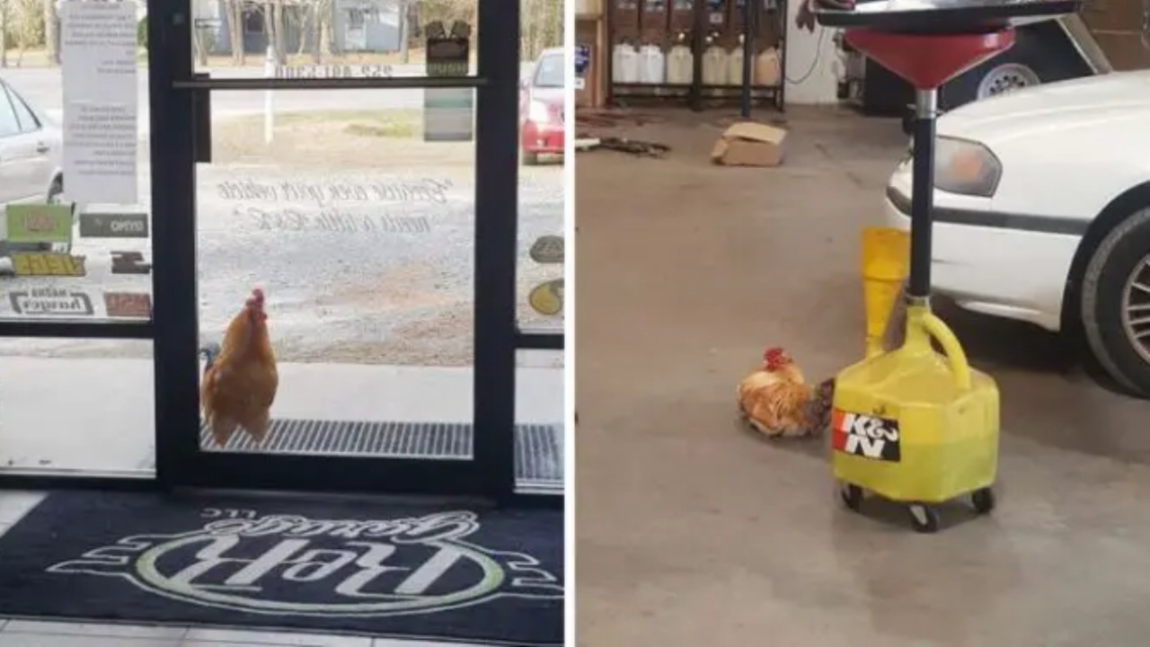 Gallo trova rifugio in un'officina