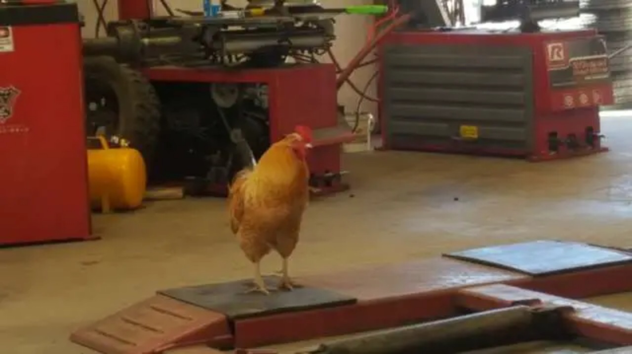 Gallo trova rifugio in un'officina